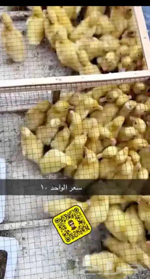طيور كروان روز 8