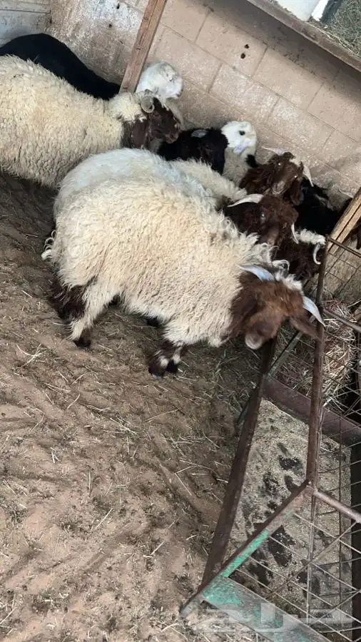 مطبخ ولائم إشراف سعودي 8