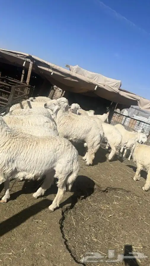 مطبخ ولائم إشراف سعودي 10