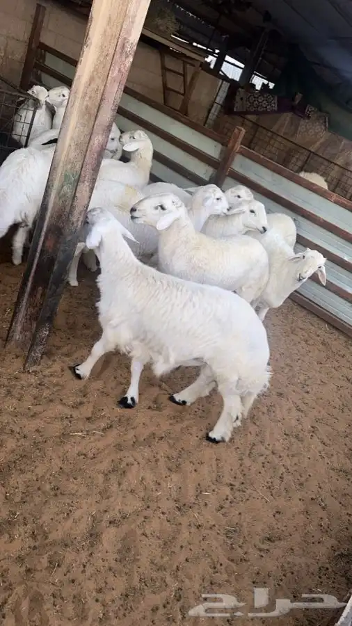 مطبخ ولائم إشراف سعودي 7