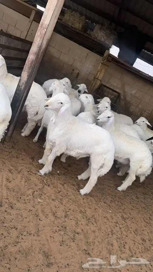 مطبخ ولائم إشراف سعودي 3