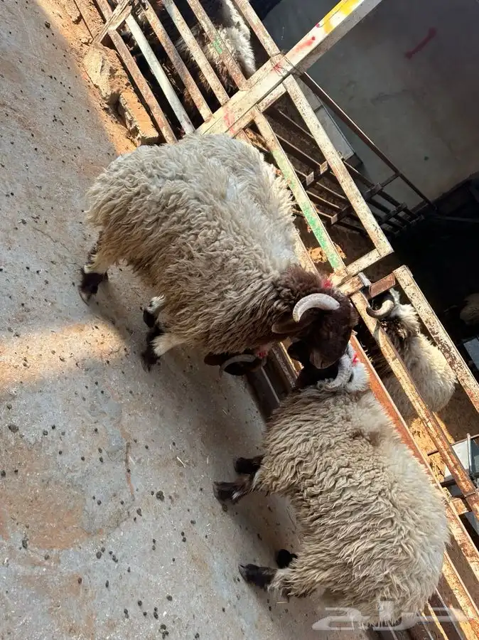 مطبخ ولائم إشراف سعودي 20