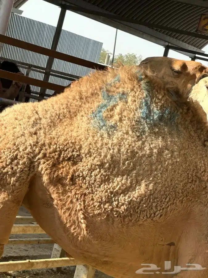 مطبخ ولائم إشراف سعودي 23