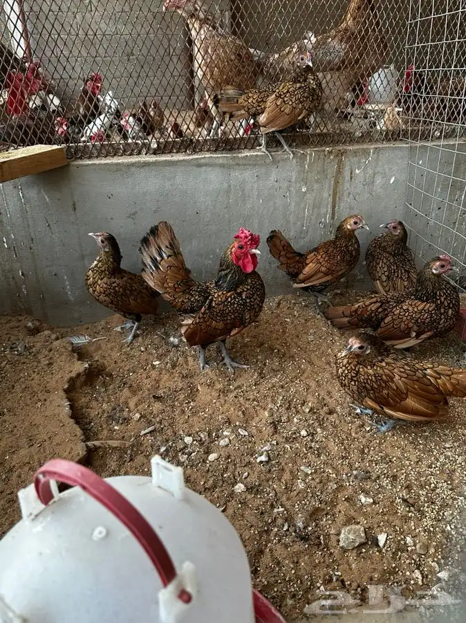 دجاج سبرايت شبابي و نحاسي 1