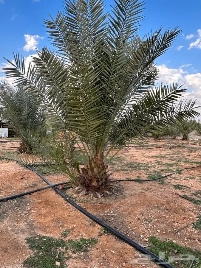 جثايث سكري واخلاص وبرحي 0