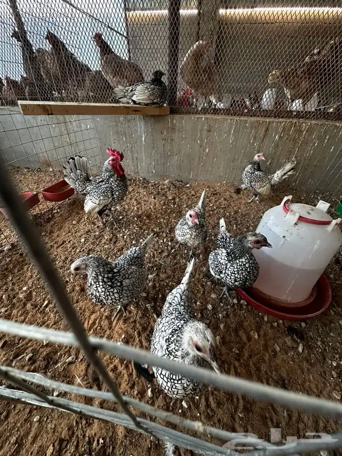 دجاج سبرايت شبابي و نحاسي 0