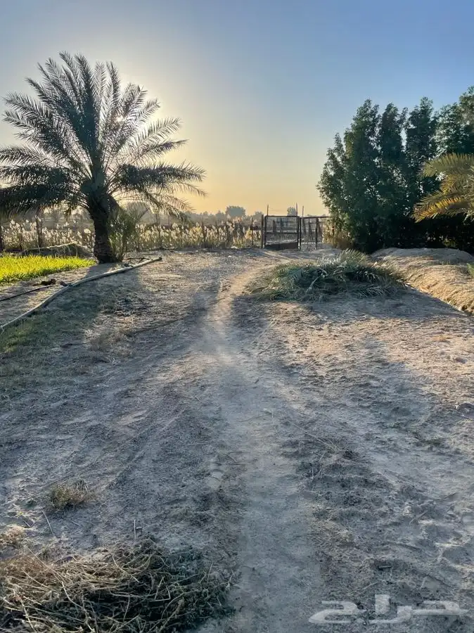 اراضي زراعيه للاستثمار عقود طويله مساحات مختلفه 2