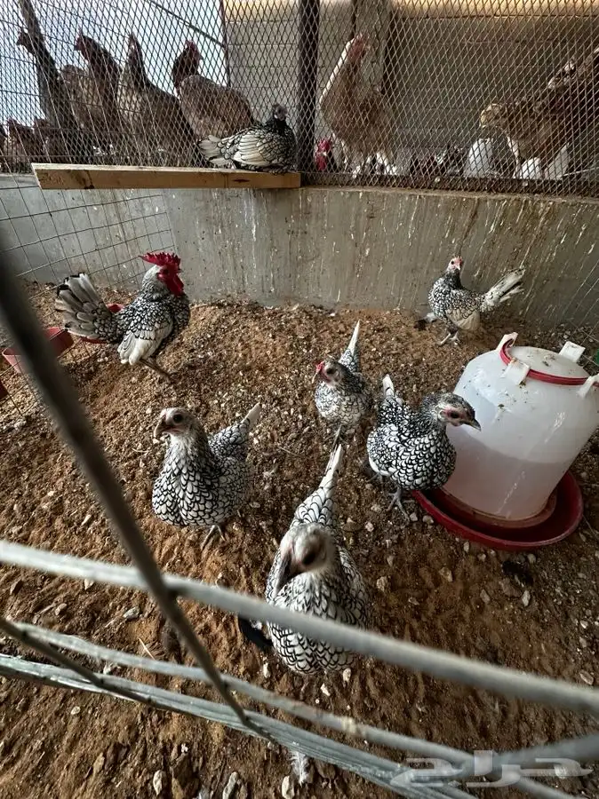 دجاج سبرايت شبابي و نحاسي 2