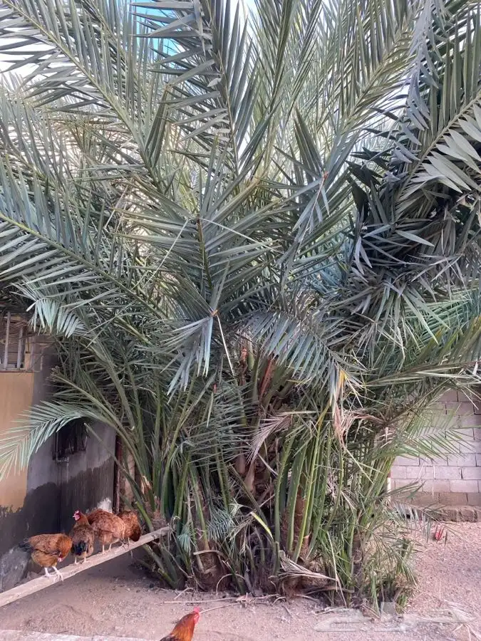 نخل للبيع. الحويه 0
