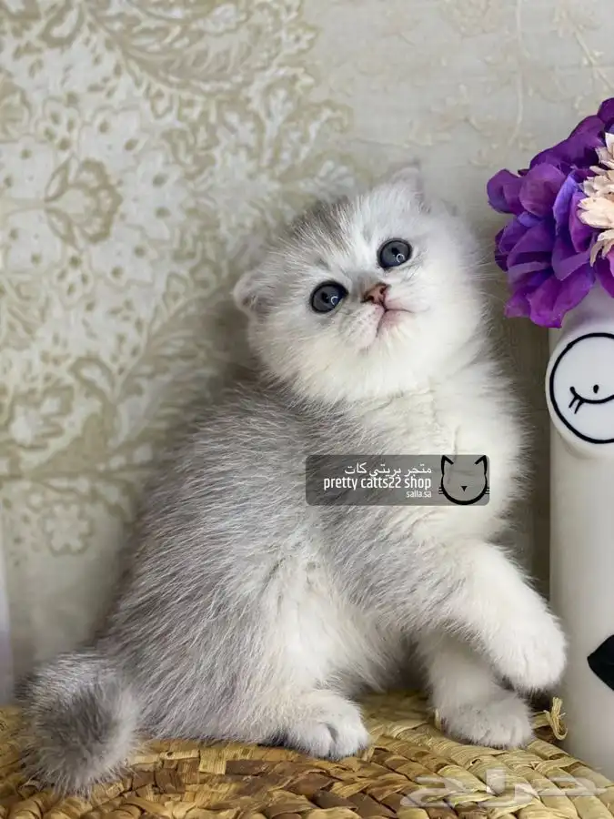 سكوتش ستريت سكوتش فولد سلفر قولد بيور كيتن قطط قطه قطوه قطو 1