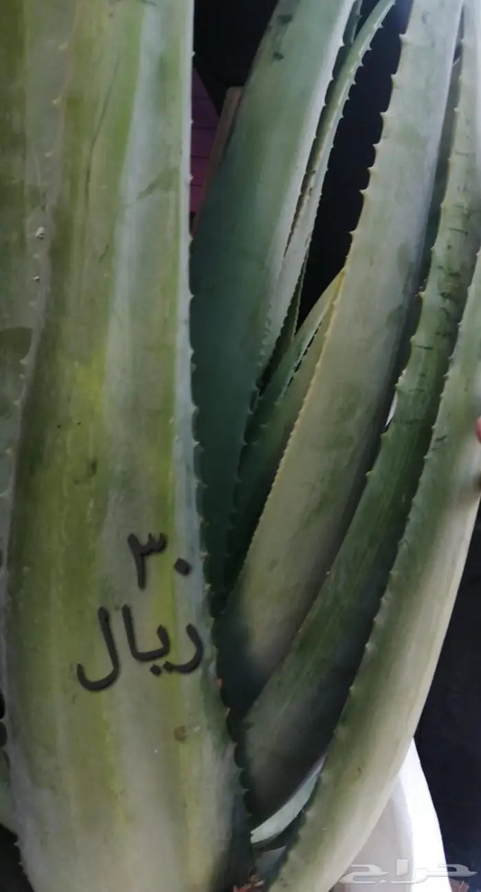 شتلات نبات الصبار العضويه 1