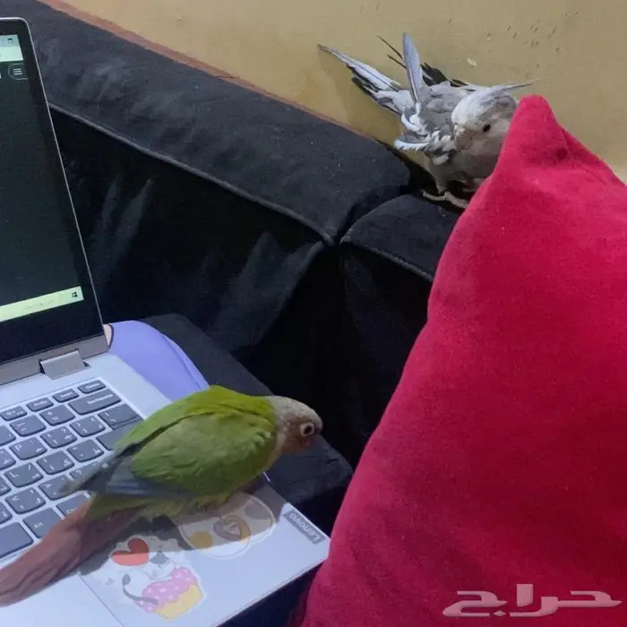 فندقة طيور 9