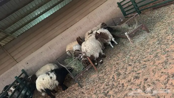 مطبخ ولائم إشراف سعودي 5