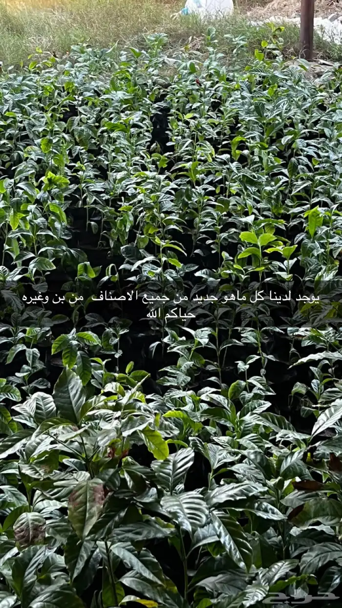 شتلات نكتارين وكاكا 4