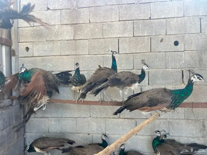 للبيع طاووس عمر سنتين 1