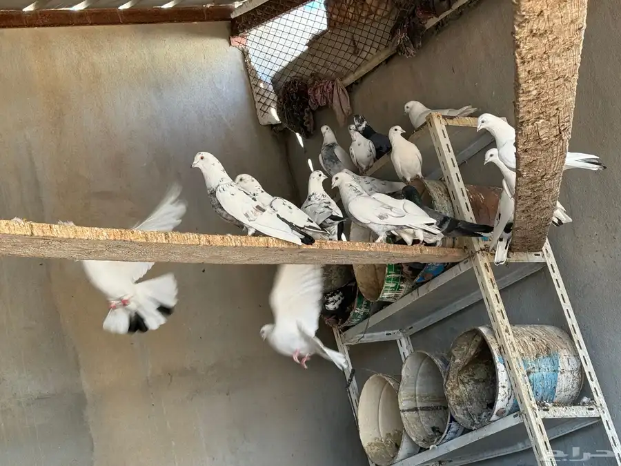 حمام بلدي الجوز على 25 ريال 17