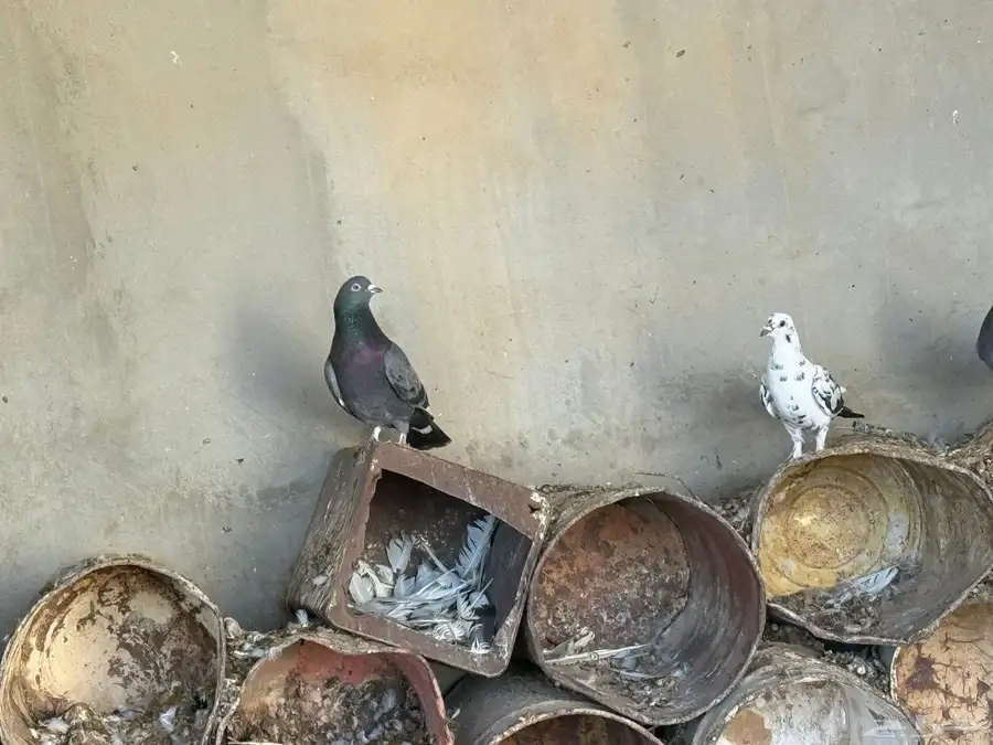 حمام بلدي الجوز على 25 ريال 19