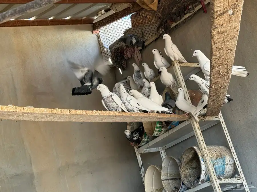 حمام بلدي الجوز على 25 ريال 24