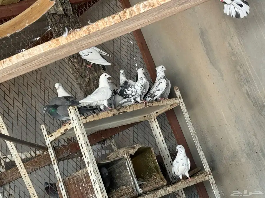 حمام بلدي الجوز على 25 ريال 11