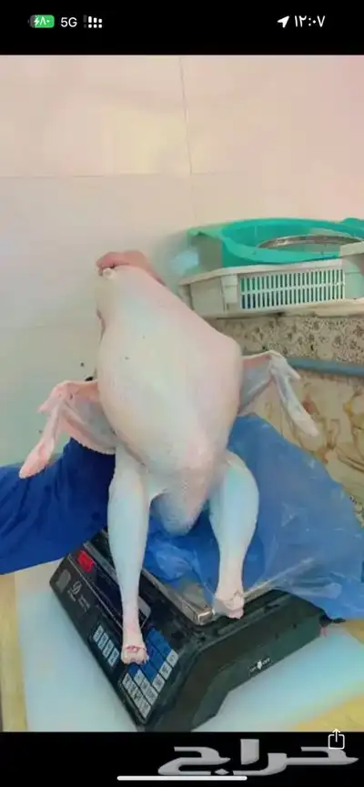 ديك رومي مذبوح 0