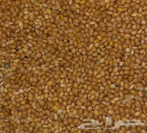 مليساء علف الطيور (بادجي   زيبرا   روز   كروان) 0