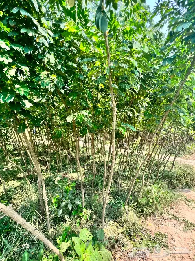 توريد أشجار جملة 5