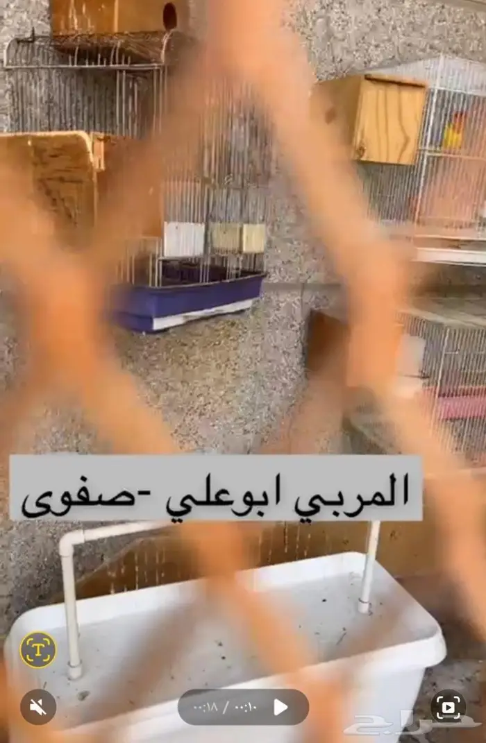 مروش لطيور والعصافير 5