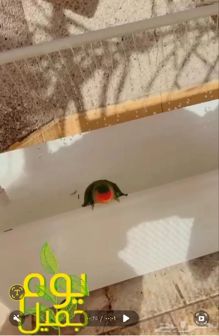 مروش لطيور والعصافير 1