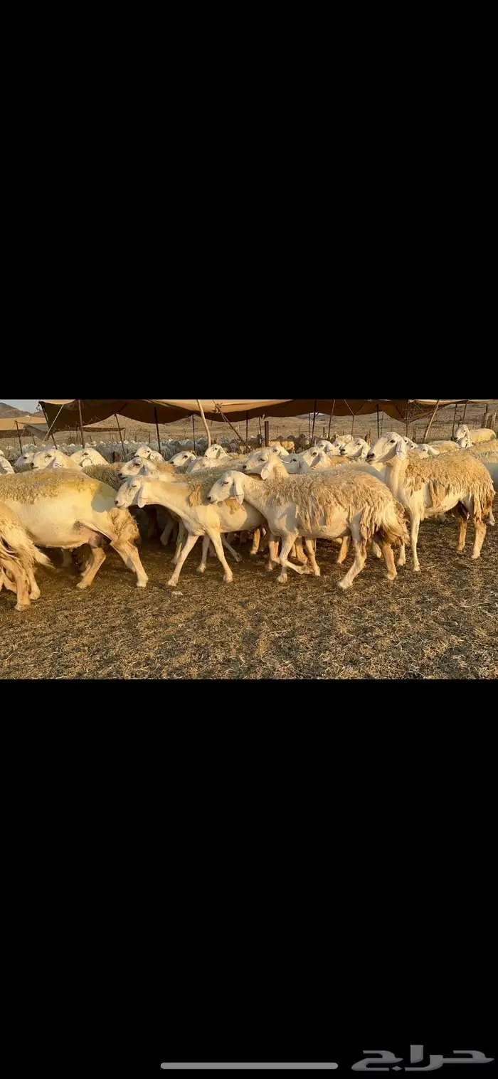 غنم حرية صنف الصنف شي نادر ماشاءالله 116 0