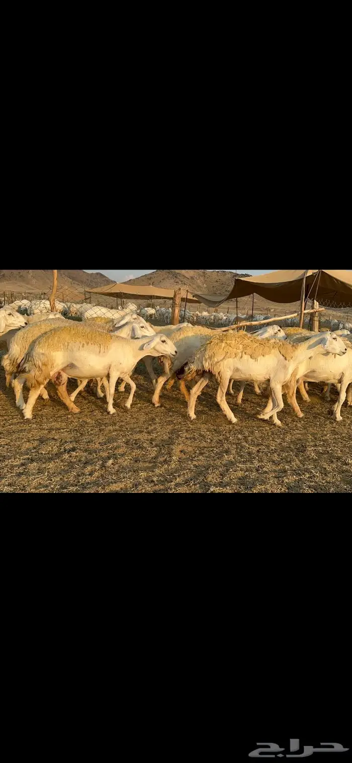 غنم حرية صنف الصنف شي نادر ماشاءالله 116 1