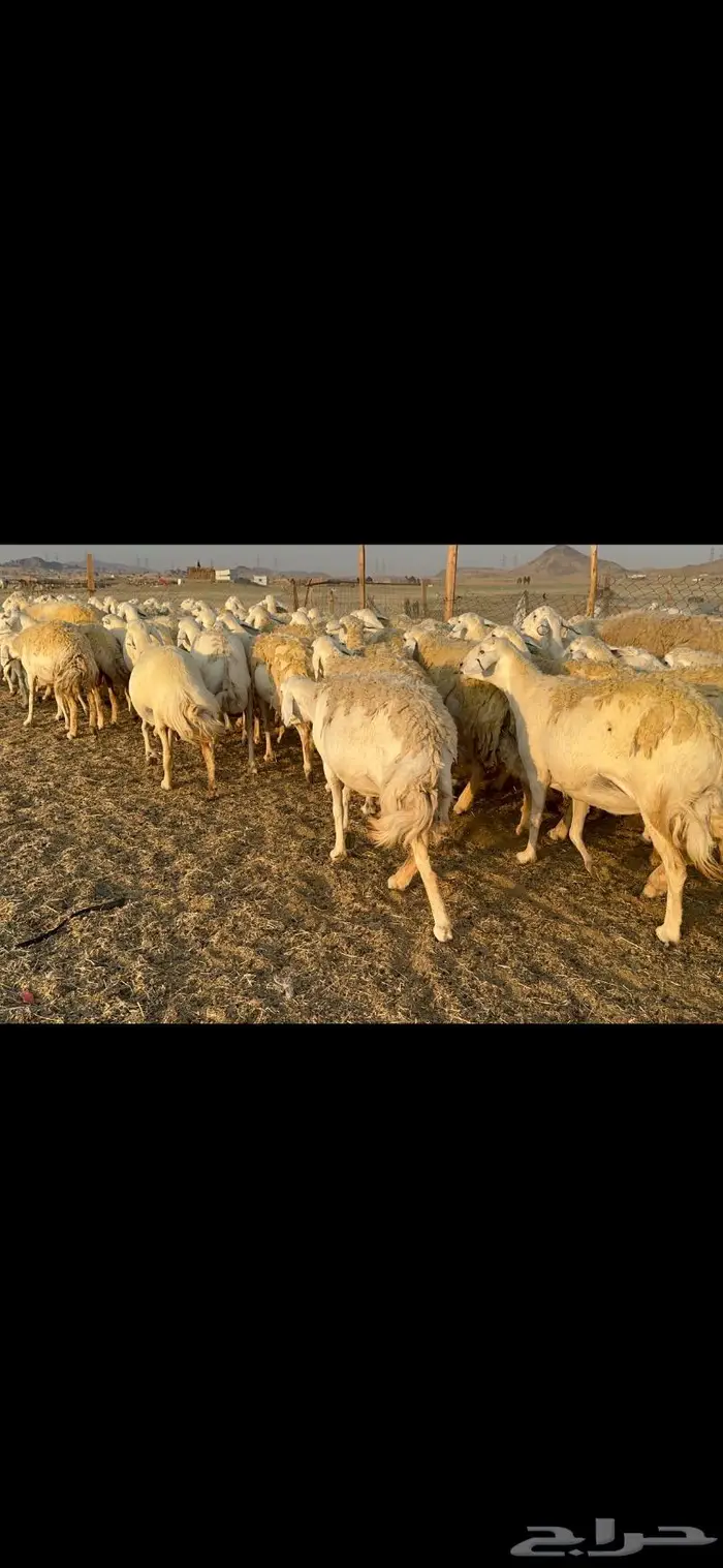 غنم حرية صنف الصنف شي نادر ماشاءالله 116 2