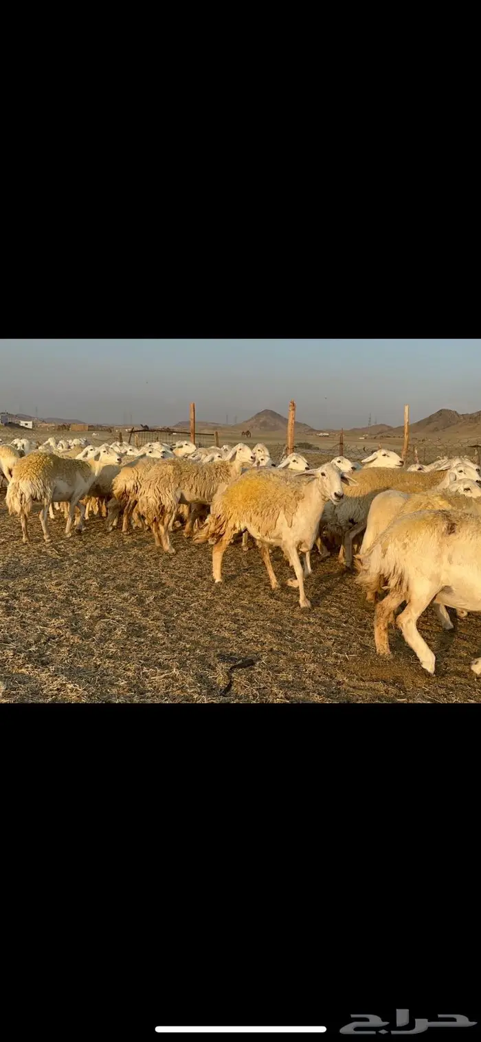 غنم حرية صنف الصنف شي نادر ماشاءالله 116 3