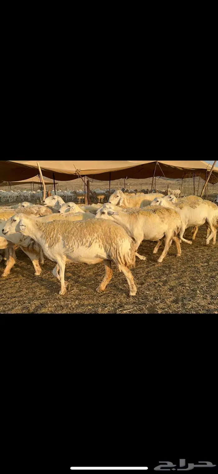 غنم حرية صنف الصنف شي نادر ماشاءالله 116 4