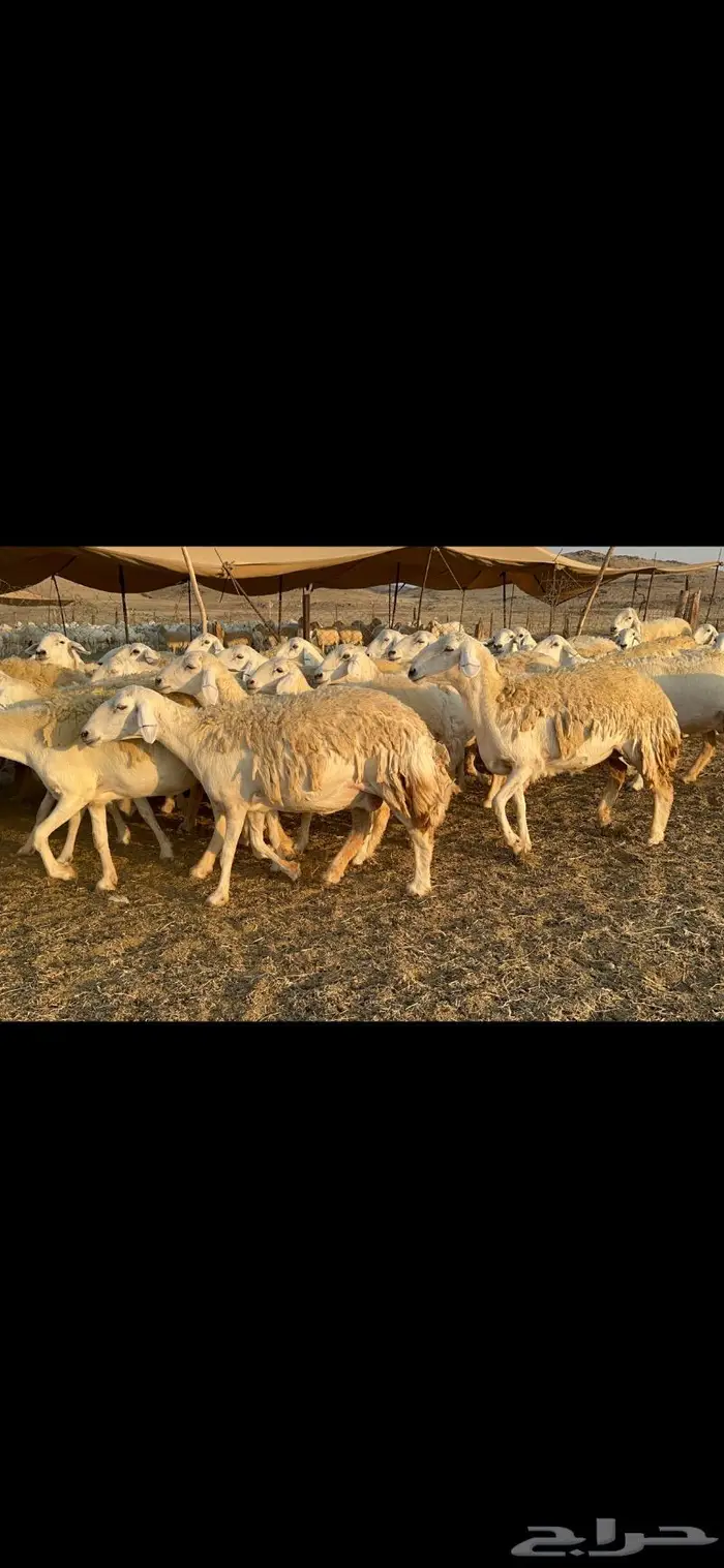 غنم حرية صنف الصنف شي نادر ماشاءالله 116 5