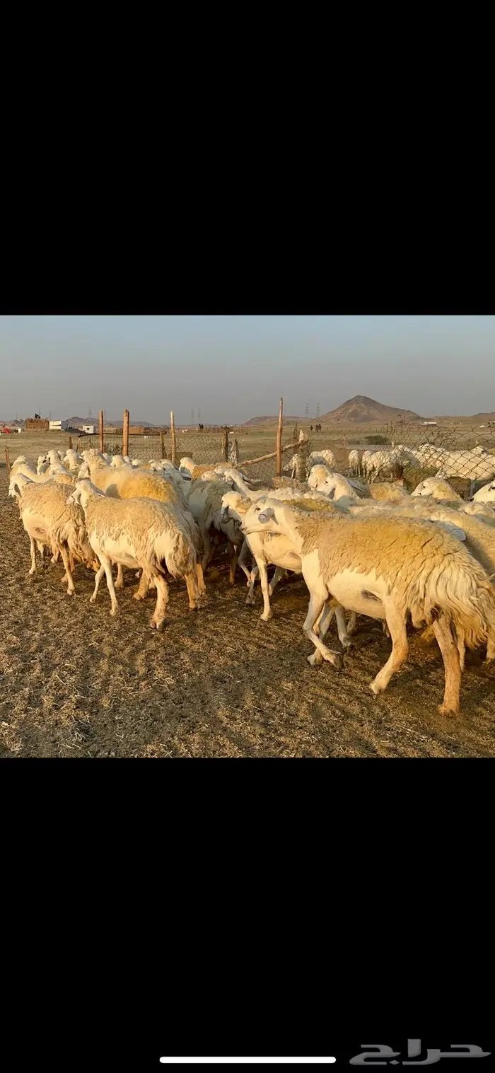 غنم حرية صنف الصنف شي نادر ماشاءالله 116 7