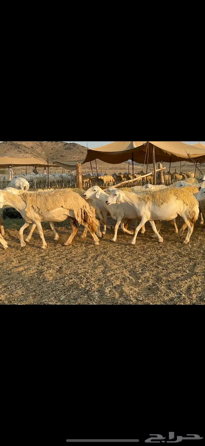 غنم حرية صنف الصنف شي نادر ماشاءالله 116 9