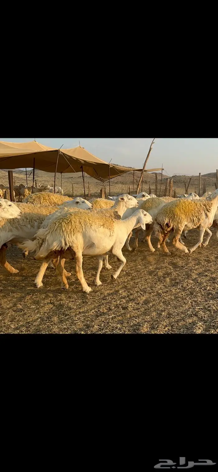 غنم حرية صنف الصنف شي نادر ماشاءالله 116 10