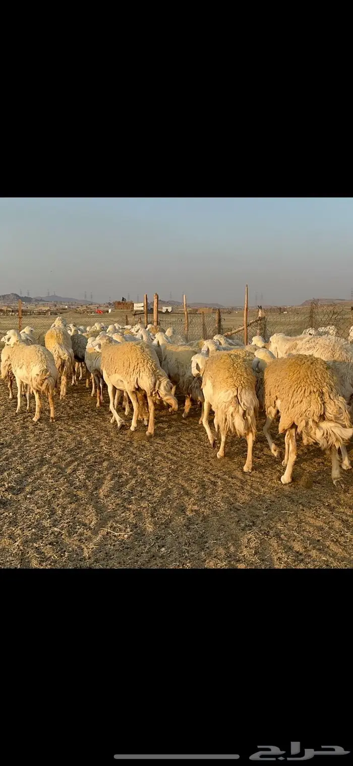 غنم حرية صنف الصنف شي نادر ماشاءالله 116 11