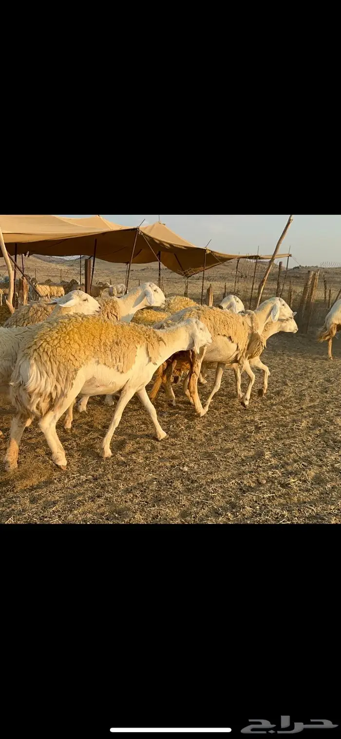 غنم حرية صنف الصنف شي نادر ماشاءالله 116 12