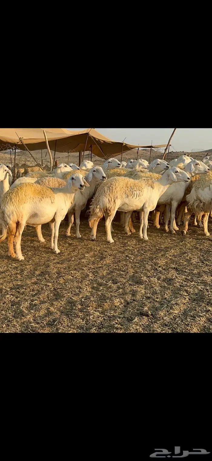 غنم حرية صنف الصنف شي نادر ماشاءالله 116 13