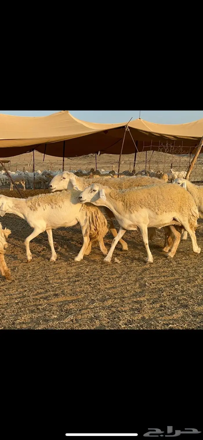 غنم حرية صنف الصنف شي نادر ماشاءالله 116 14