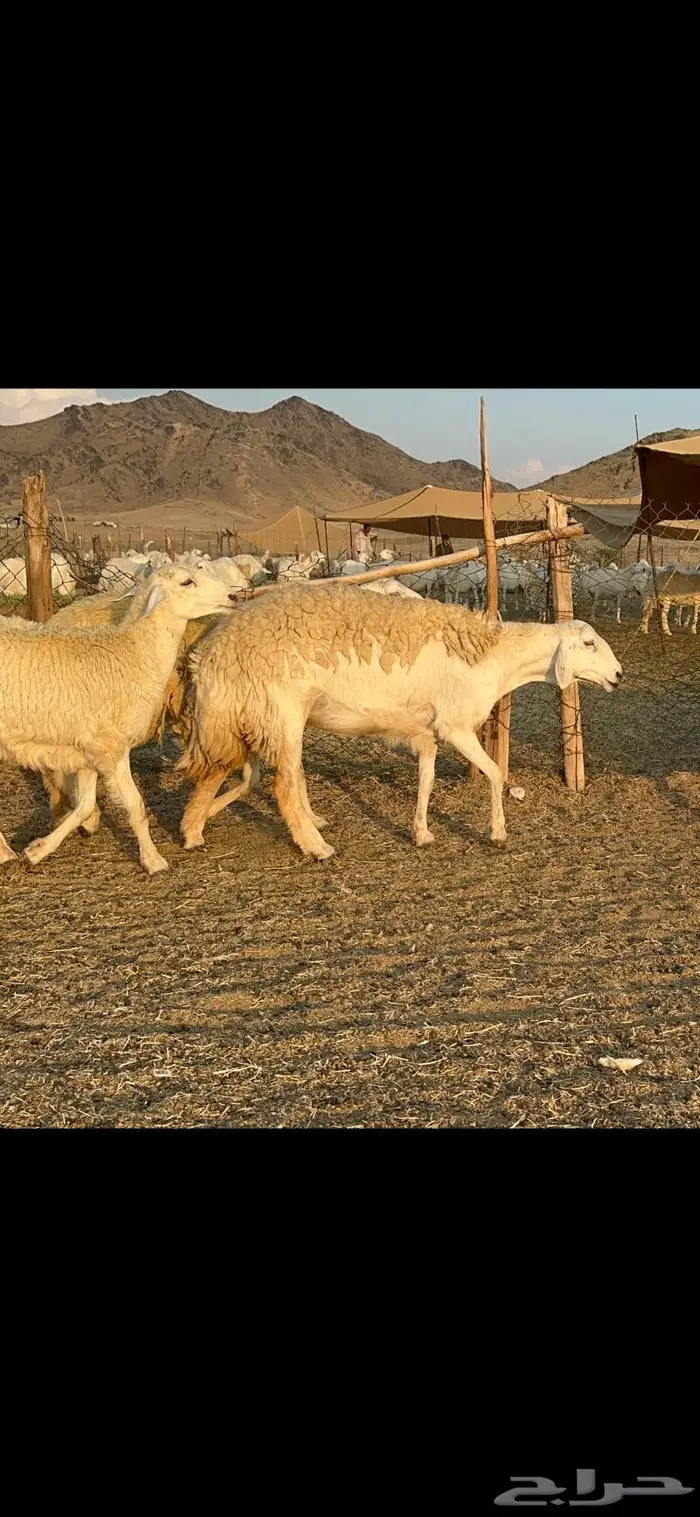 غنم حرية صنف الصنف شي نادر ماشاءالله 116 15