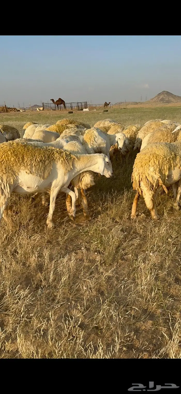 غنم حرية صنف الصنف شي نادر ماشاءالله 116 16