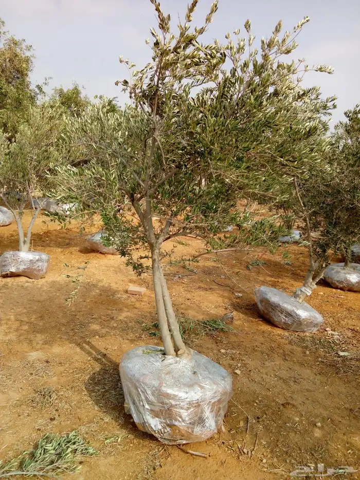 تنفيذ حدائق و توريد نخيل و اشجار 25