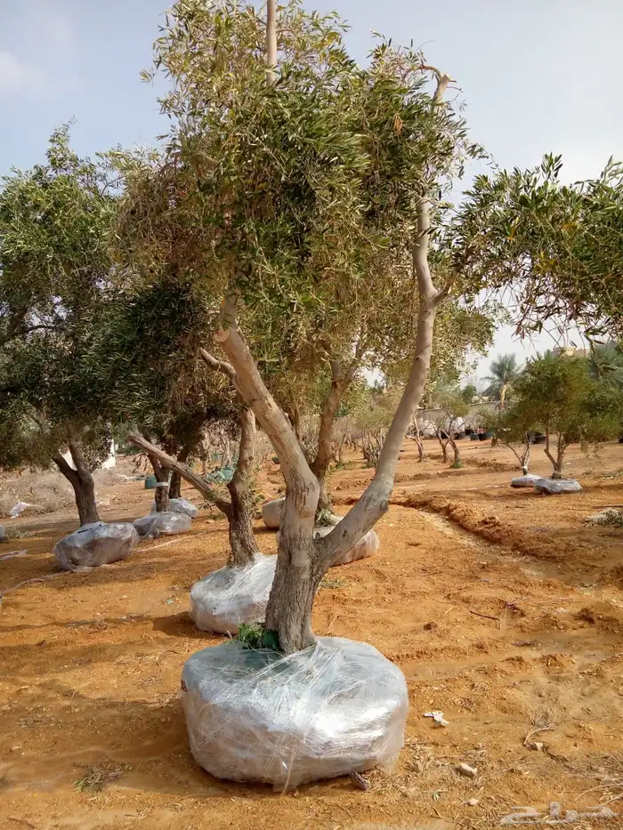 تنفيذ حدائق و توريد نخيل و اشجار 26