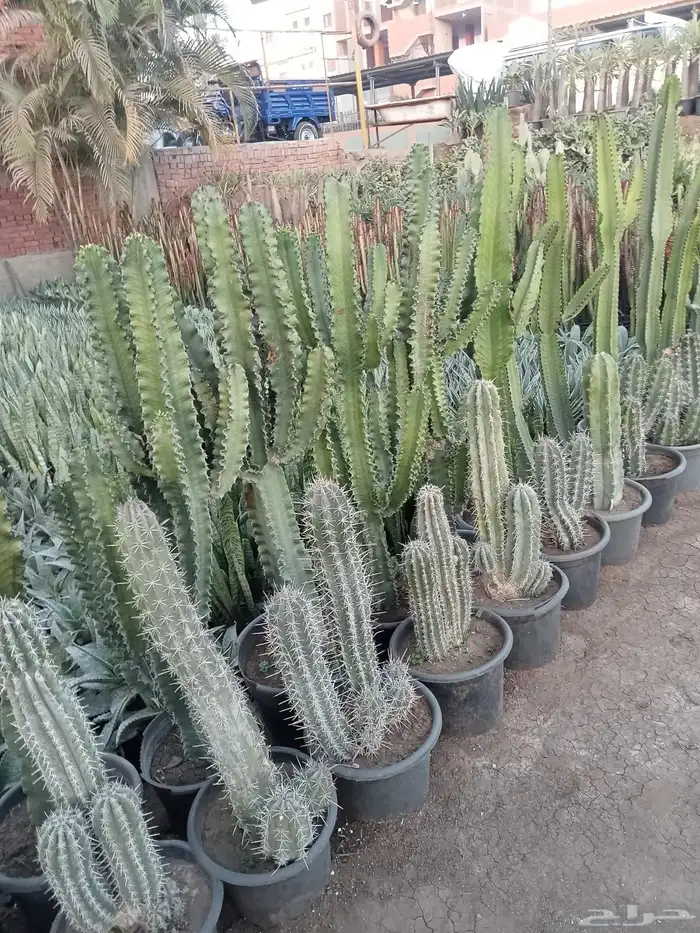 تنفيذ حدائق و توريد نخيل و اشجار 5