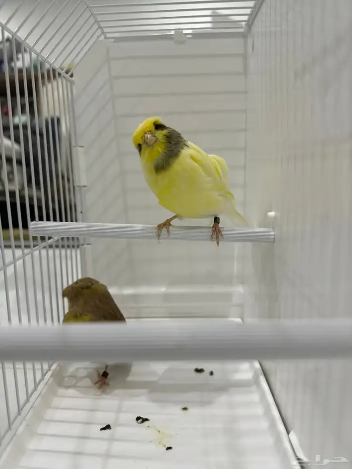 للبيع كناري جلوستر جوز الانثى كرست(تم البيع ) 3