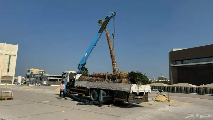 تنفيذ حدائق و توريد نخيل و اشجار 1