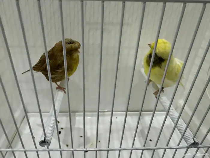 للبيع كناري جلوستر جوز الانثى كرست(تم البيع ) 0