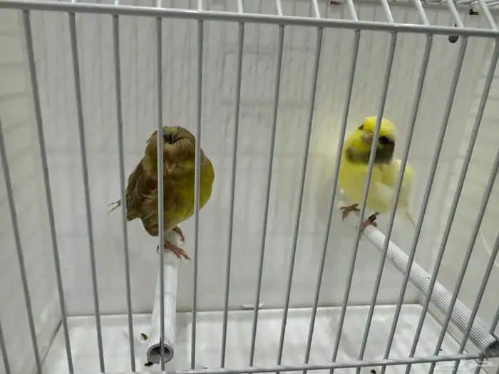 للبيع كناري جلوستر جوز الانثى كرست(تم البيع ) 2